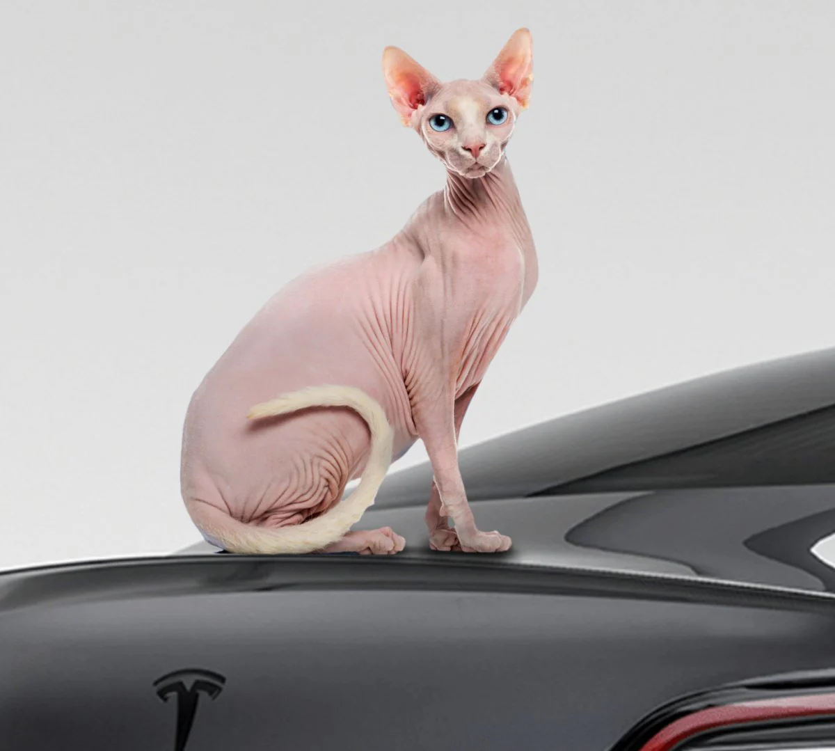 Sphynx Cat Fur | NFC Key Card Wrap - Image 3